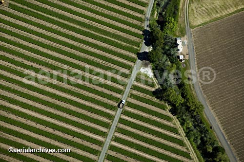 aerial photograph of a Sonoma County vineyard, CA  AHLB2165, © aerialarchives.com 
