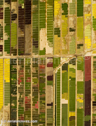 aerial photograph  California agriculture, flower farm in Fairfield, CA, © aerialarchives.com, AHLB2422 ADM2H3