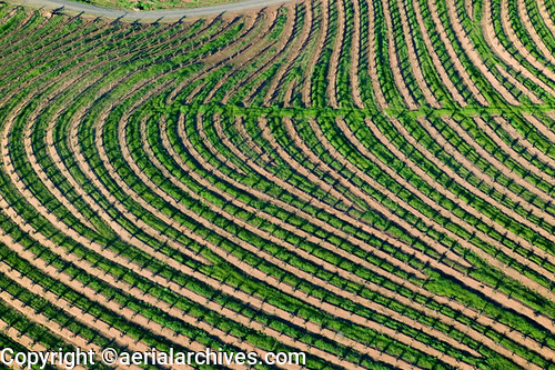 © aerialarchives.com Sonoma County mountain vineyard tracks, aerial photograph, photography, Napa Valley, vineyard, CA; AHLB3693, ADM2RF