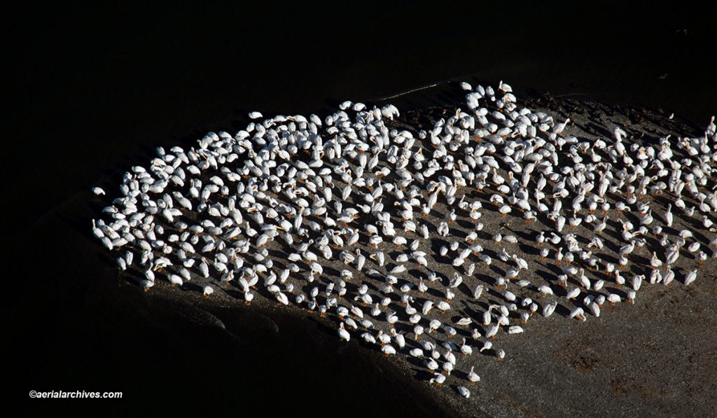 aerial photograph of a flock of American White Pelicans at Clear Lake