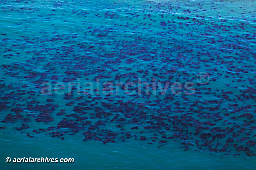 © aerialarchives.com kelp forest colony Pacific Ocean aerial photograph,  AHLB4662, B0RMA7